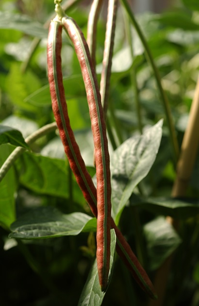 two ripe brown coloured cowpea pods hanging among green foilage
