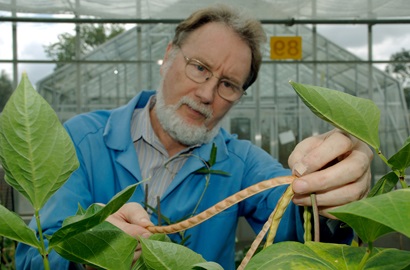Dr TJ Higgins inspecting a cowpea pod in a glasshouse trial in Canberra, Australia