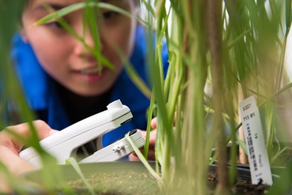 A scientist measures wheat growing in a glasshouse