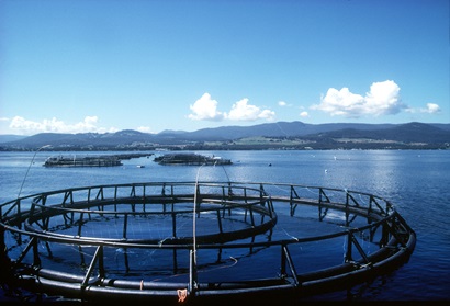 Image of salmon farming cages at sea in Tasmania.