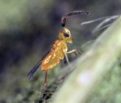 close profile shot of a translucent golden coloured wasp with large brown antenna, standing on some vegetation
