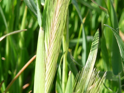 A young head of wheat in a field