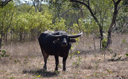 Large horned animal in the bush