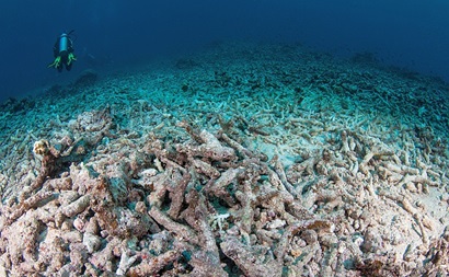 This Acropora field in Fiji was exposed to multiple impacts including a crown-of-thorns outbreak and cyclone damage.