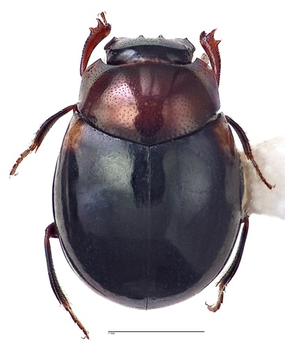 Lepanus storeyi beetle, a shiny mostly black beetle with a brown head
