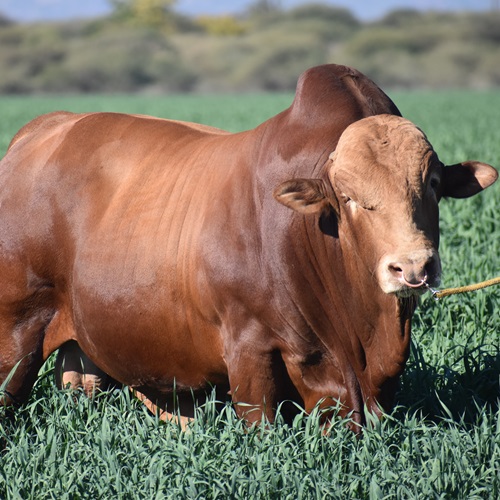 The Afrikaner cattle breed