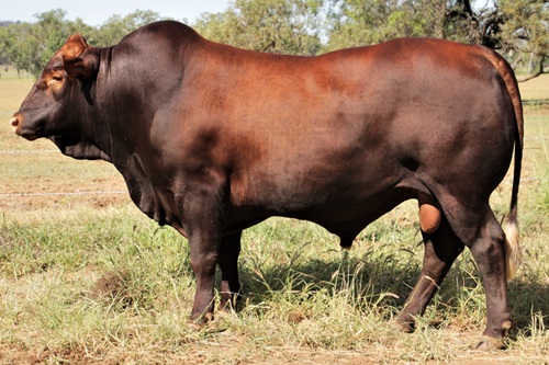 The Belmont Red cattle breed
