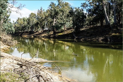Section of the Goulburn River in Northern Victoria showing green algae coloured water with vegetated banks either side. 