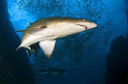 grey nurse shark with fish swimming in the background