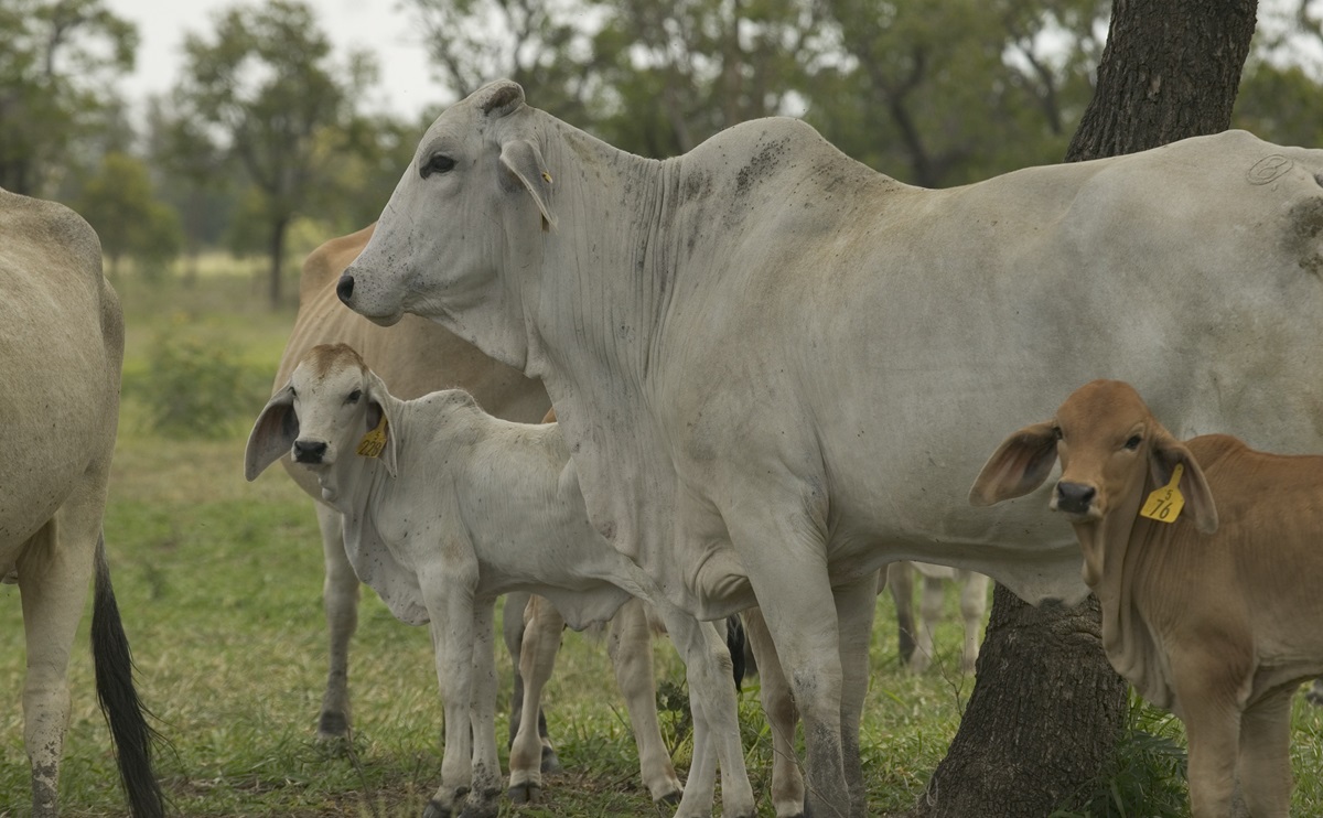 Marker-assisted breeding - CSIRO