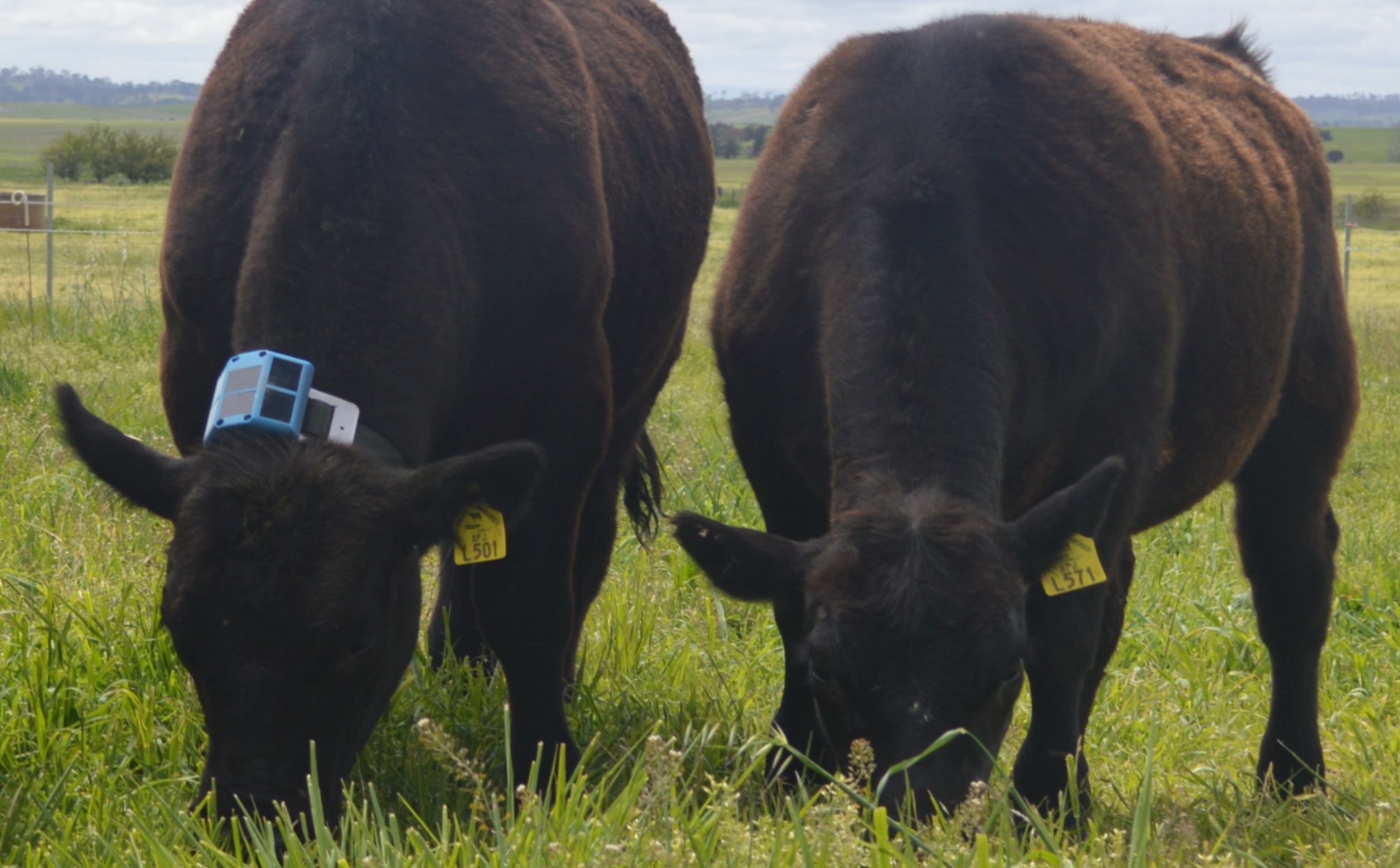 Grazing cattle, with eGrazor device fitted to an animal to the left of image.