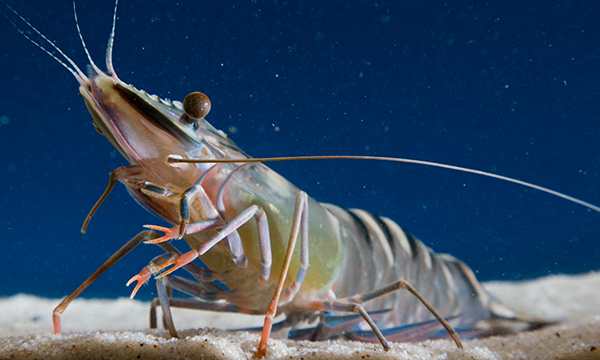 live tiger shrimp