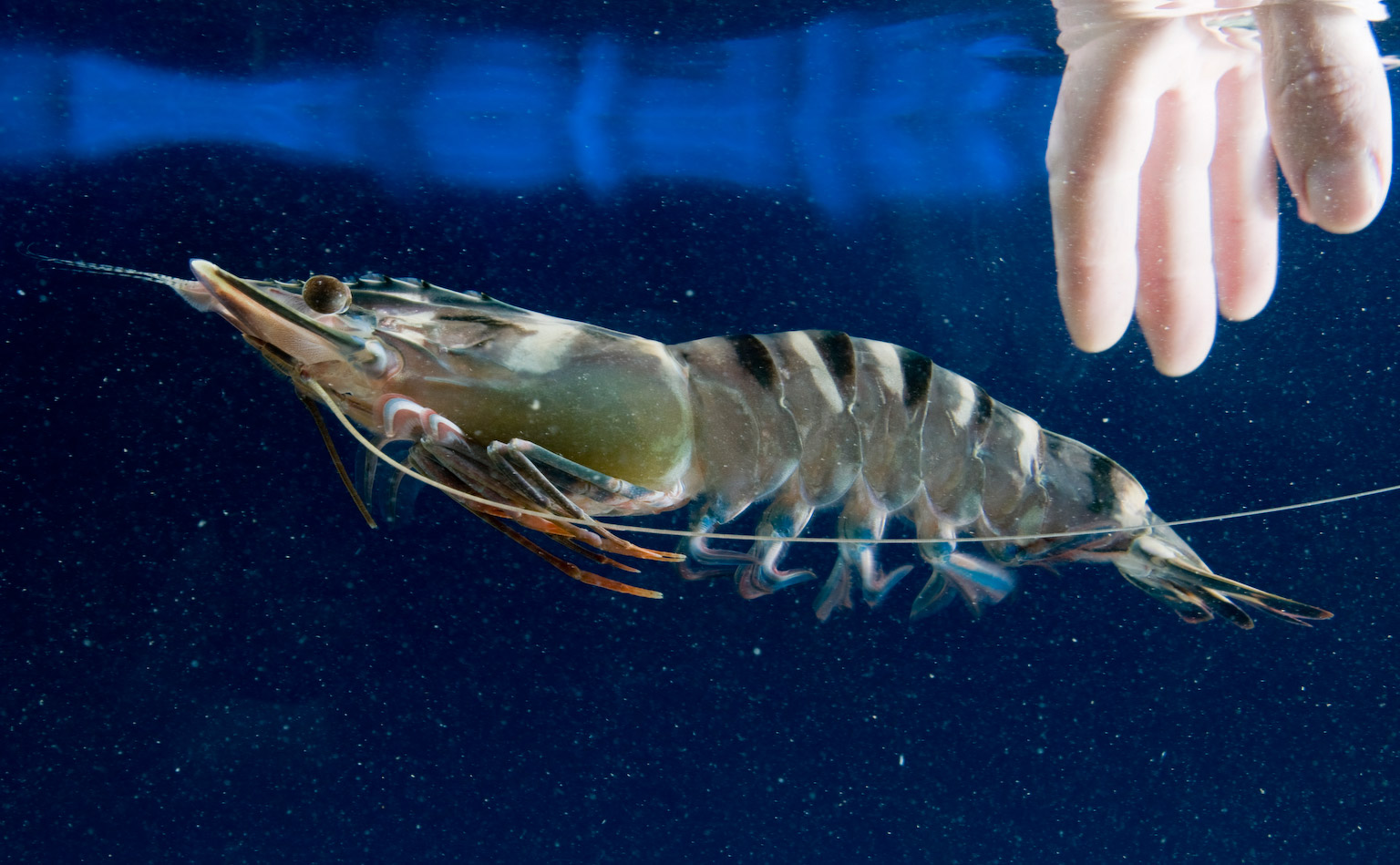 prawn fish in water