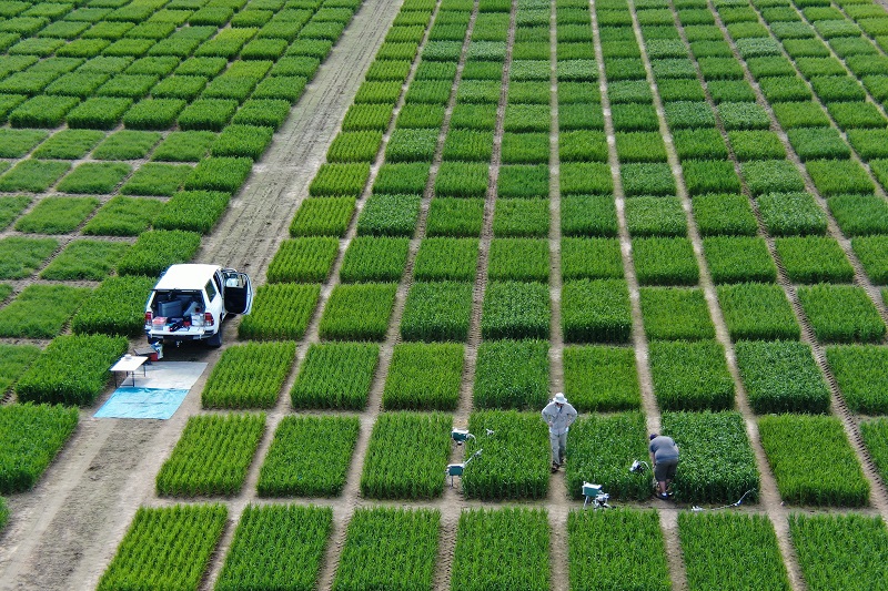 Researchers working in field plots at Boorowa Agricultural Research Station.