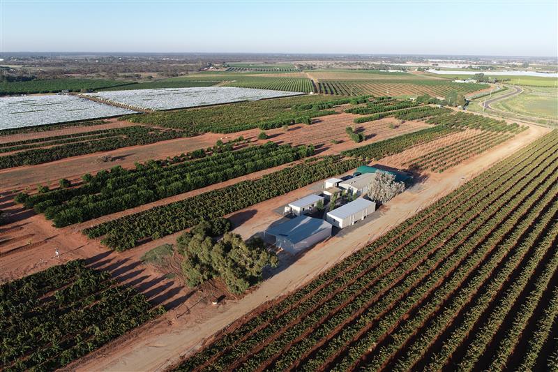 Farm building and groves of trees and vines