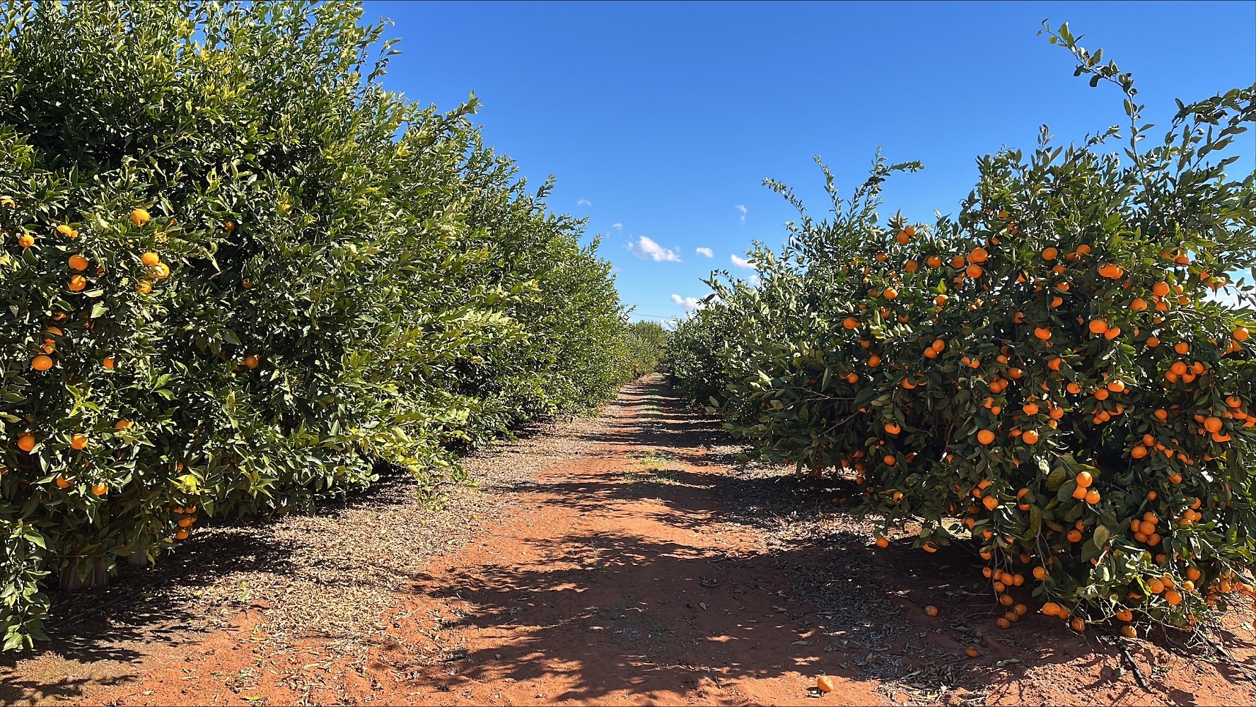 Orange trees laden with fruit