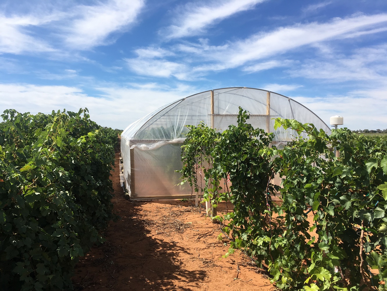 Greenhouse and field of grapevines