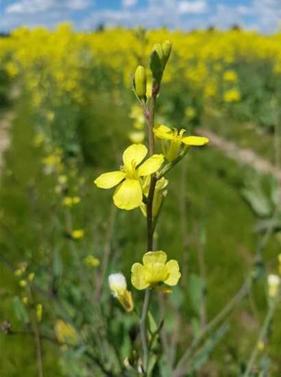 Yellow canola flower