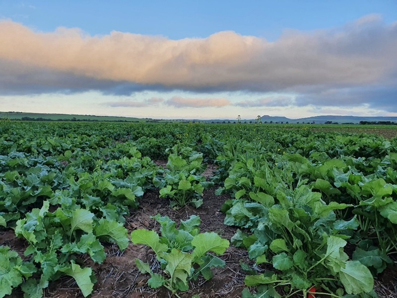 Field of young canola plants