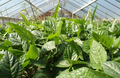 Green leafy cowpeas growing in a glasshouse