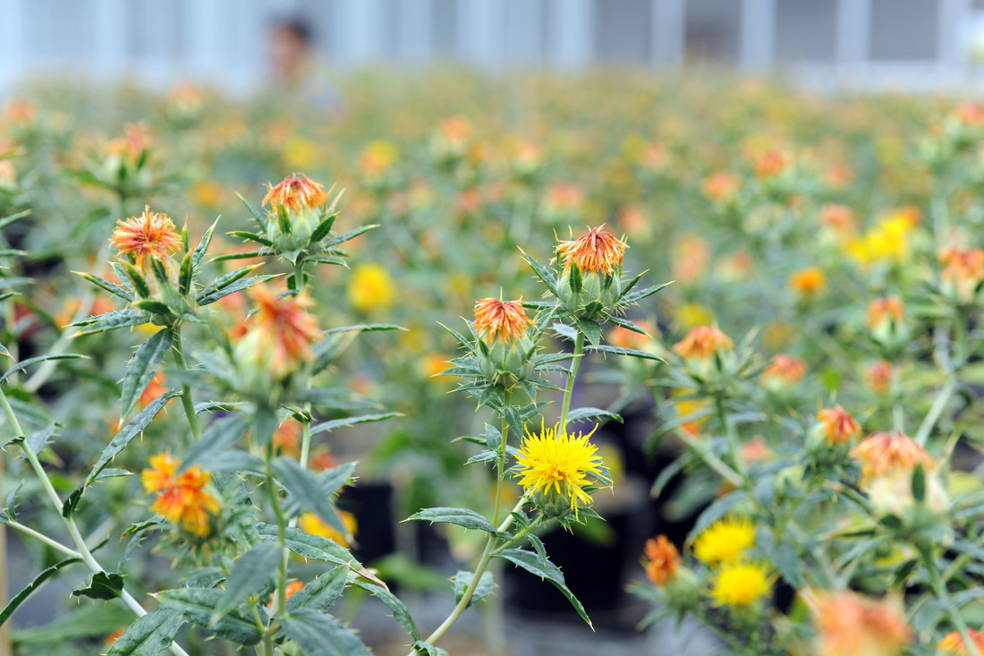 Super-high oleic (SHO) safflower oil is on the rise.