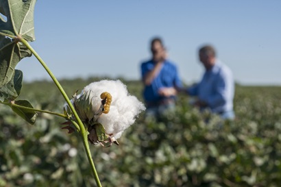 Demand for Australia's GM Safflower on the Rise- Crop Biotech Update (June  15, 2022)