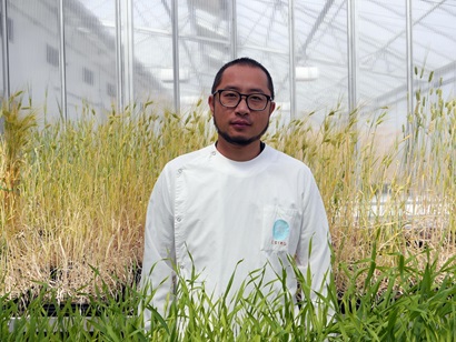 Man in lab coat standing in glasshouse with wheat plants.