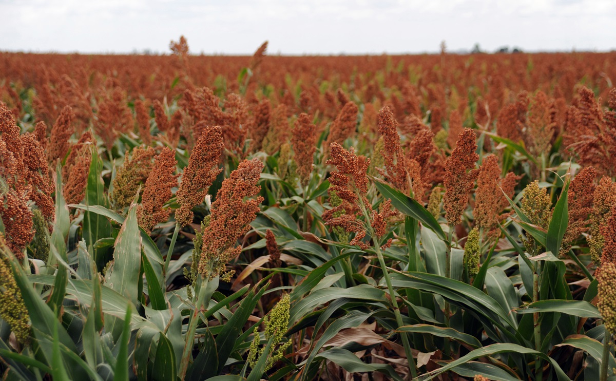 Broad spectrum disease resistance in cereals - CSIRO