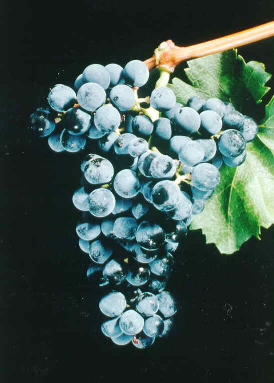 a bunch of blue-purple wine grapes 