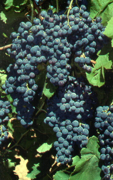 bunches of black-blue wine grapes growing on a vine