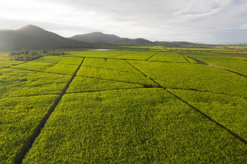 Sugarcane field