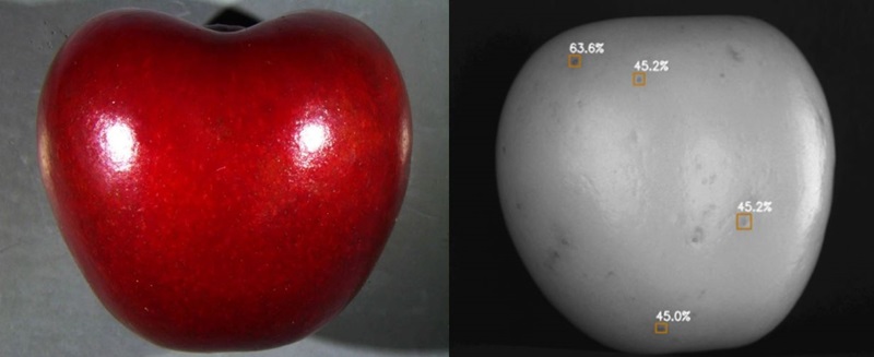 Comparison images of a fruit fly infested cherry with an RGB image and an optically scanned image showing the detection of fruit fly eggs and larvae.  