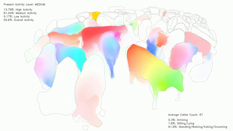 Outlines of cattle that CSIRO software individually detects and colours to identify them. 