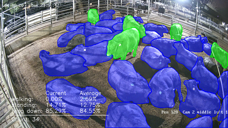 Cattle coloured depending on their activity with standing animals green and those lying down blue. 