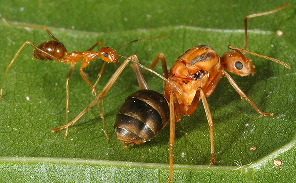 yellow ants