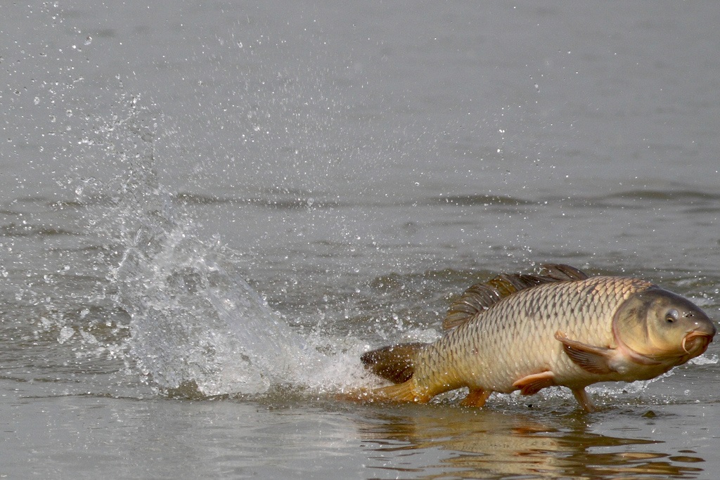 European carp deals