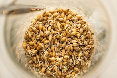 Barley analysis in a beaker