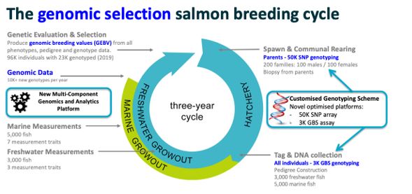 Developing A Genomic Selection Platform For The Tasmanian Salmon ...