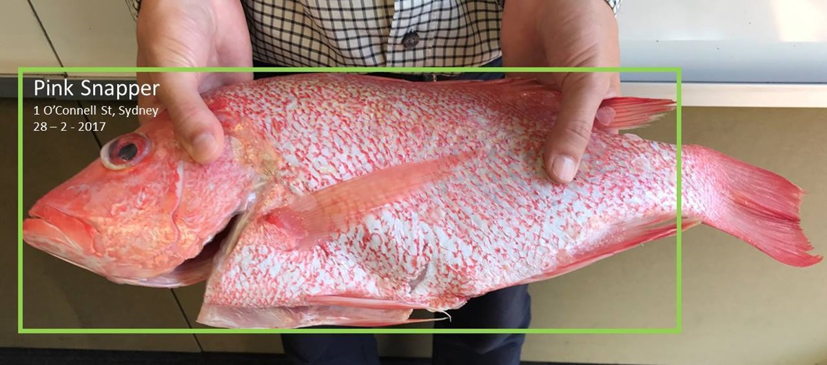 Can Singapore serve up the fittest red snapper? With scientists