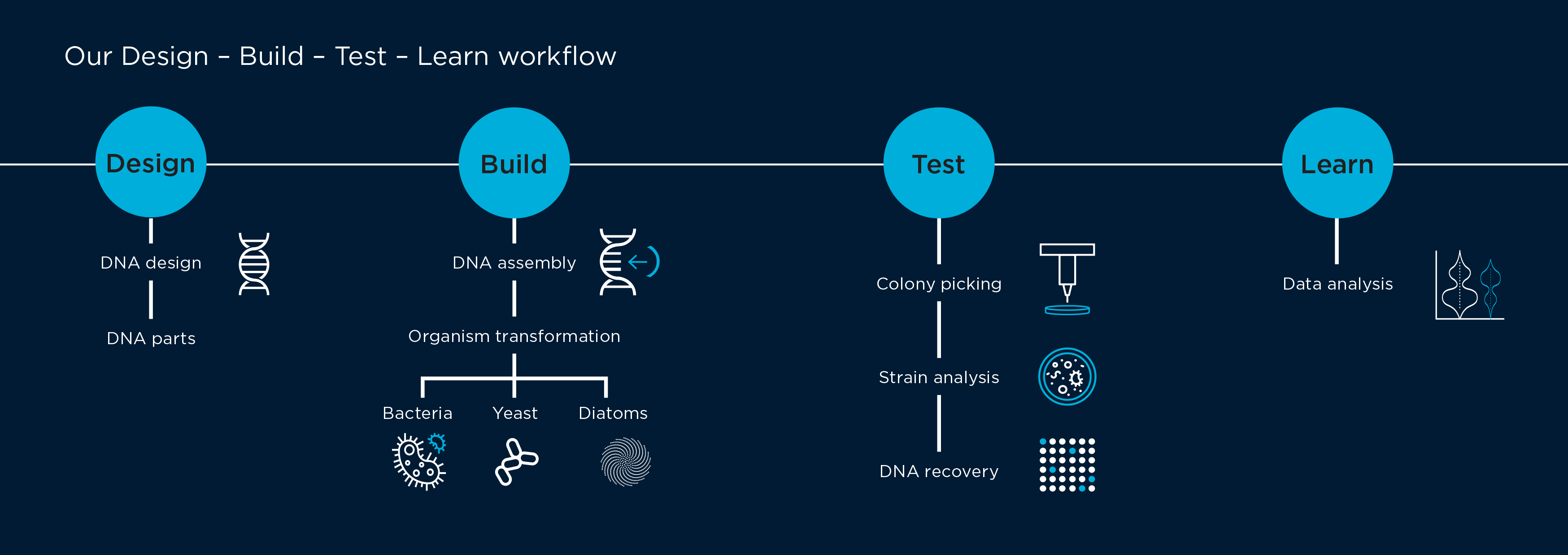 An infographic that describes the 'design, build, test, learn' cycle of the CSIRO BioFoundry
