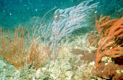 Underwater photo of the Great Barrier Reef showing various coral.