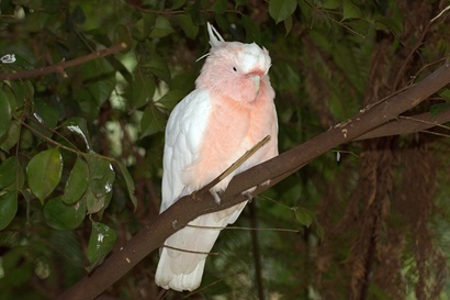 Galah photographed for Western Australian Wheatbelt Bird Survey