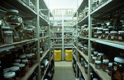 Photo of the CSIRO National Fish Collection specimens arranged on shelves