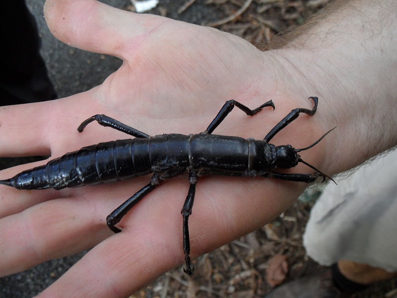 A Phasmid stick insect on the palm of a human hand.