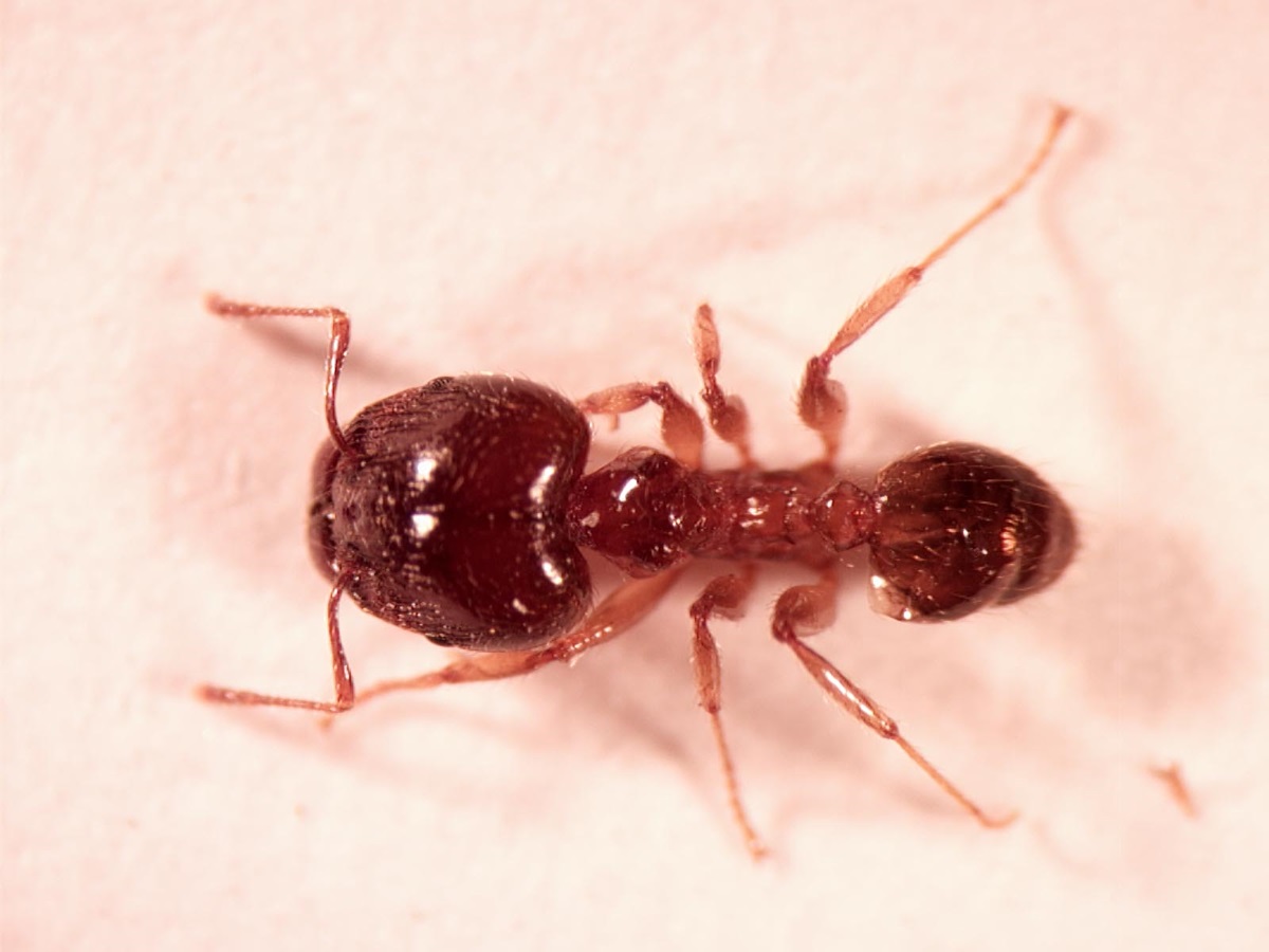big headed ant size