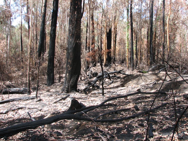 Burnt out bush and forest floor.