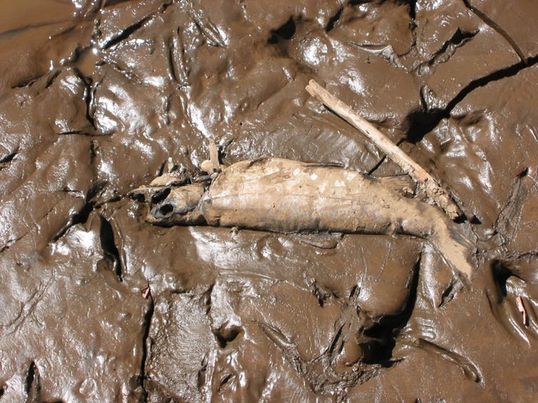 Dead fish in mud.
