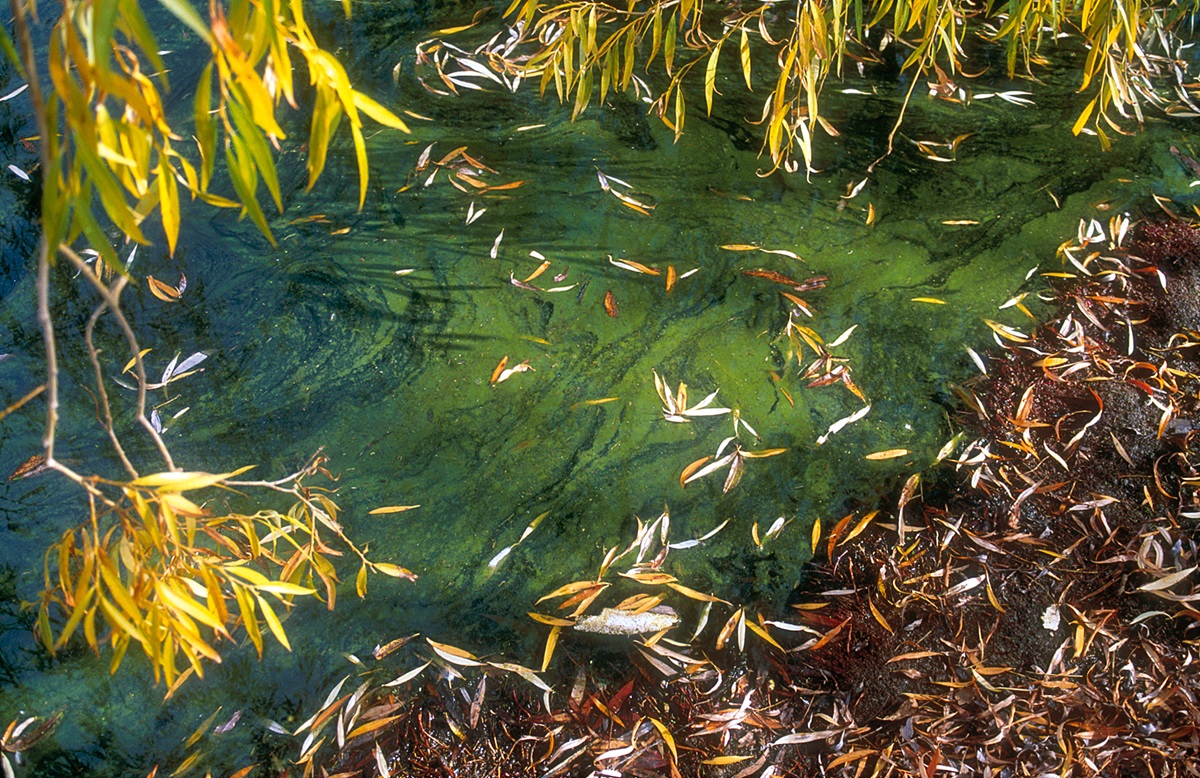 Seven things you should know about blue-green algae