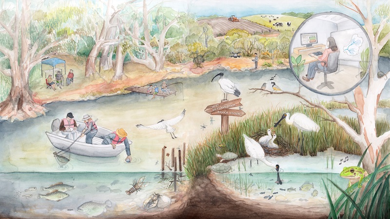 Drawing of boats, birds and tress and fisherman using the Murray-Darling Basin.