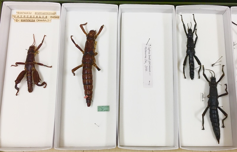 Dorsal view of pinned Lord Howe Island stick insect specimens showing differences in colour and shape.